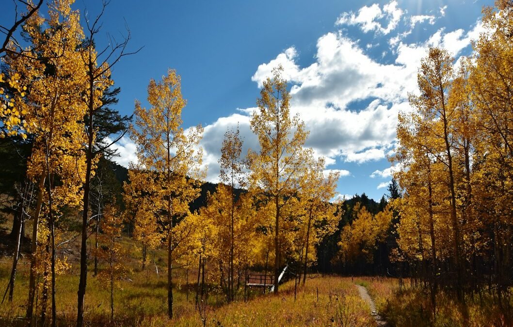 the sun shines brightly over a field of trees