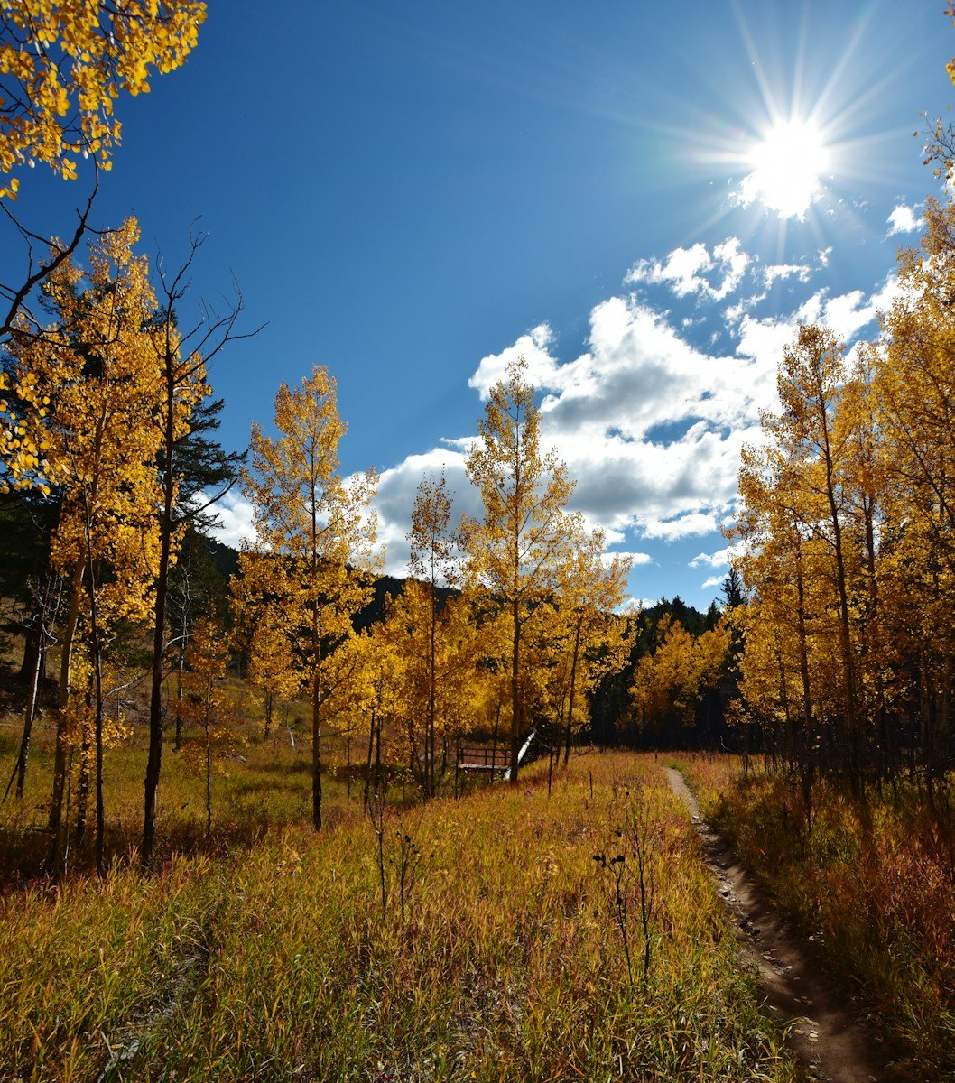 the sun shines brightly over a field of trees